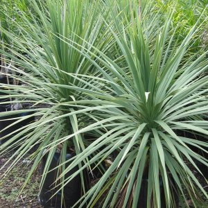 Cordyline Australis  - výška 100-125 cm, kont. C18L (-12°C)